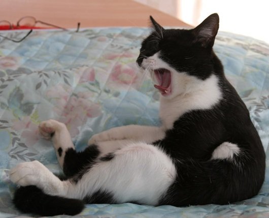 Поведение кошки и народные приметы