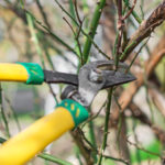 Обрезка деревьев