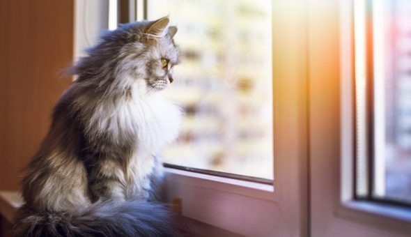 Кошка на подоконнике к не хорошим гостям