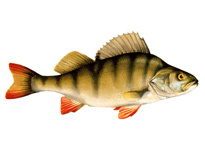 Окунь речной