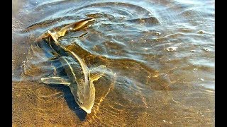 Ловля карпа на попкорн под водой