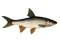 Подуст обыкновенный