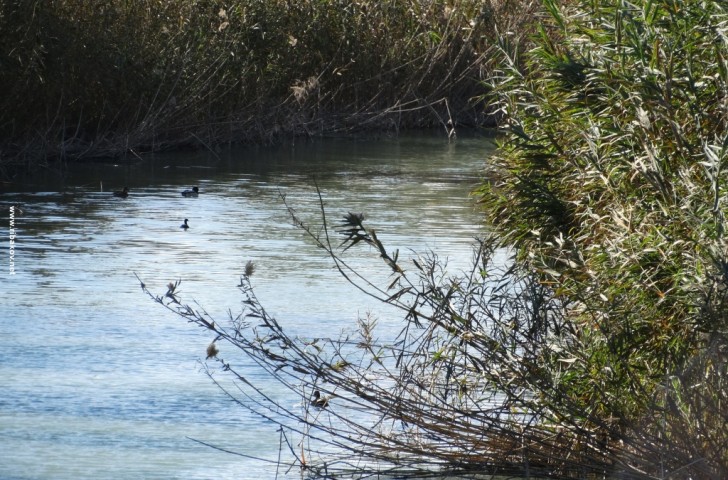 Прогноз клева в Воронежской области