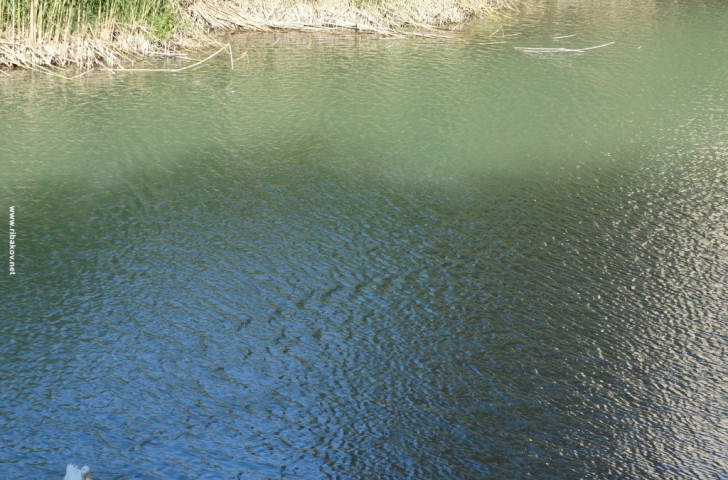 Прогноз клева в Воронежской области