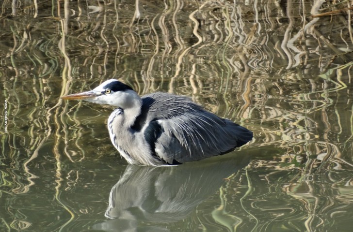 Прогноз клева в Воронежской области
