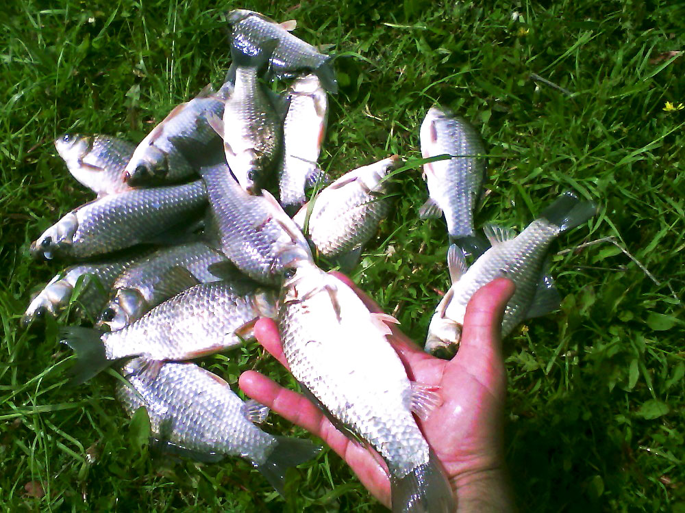 Много карася, показатель успешного рыболова, фото