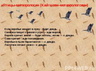 Если воробьи заходят в лужу - будет дождь.Синичка пищит с раннего утра — жди мор