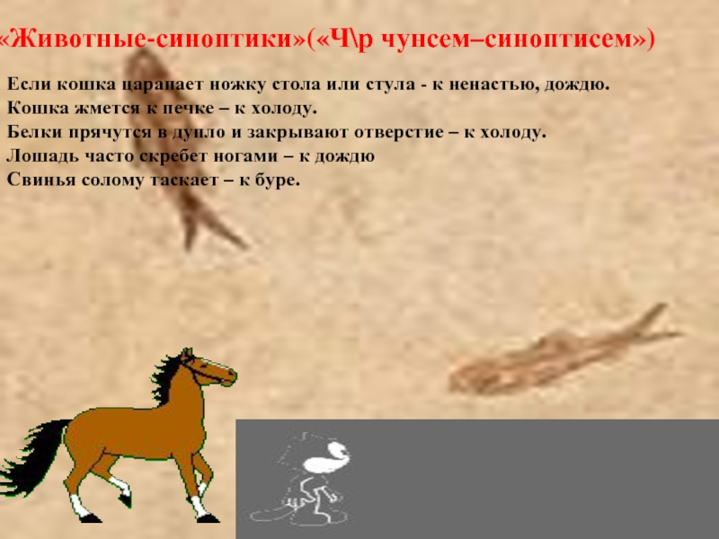 «Животные-синоптики»(«Ч\р чунсем–синоптисем»)Если кошка царапает ножку стола или стула -