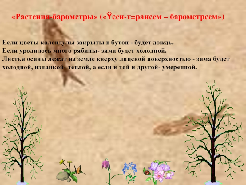 «Растения-барометры» («Ÿсен-т=рансем – барометрсем»)Если цветы календулы закрыты в бутон
