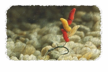 Оптимальный вариант – насадка на крючок кастера в сочетании с опарышем