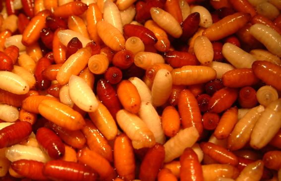 Кастеры - одна из наиболее популярных наживок