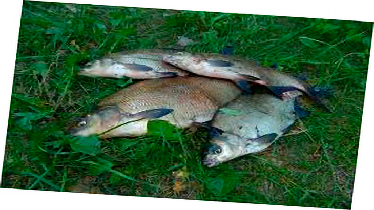 Лещ на траве.