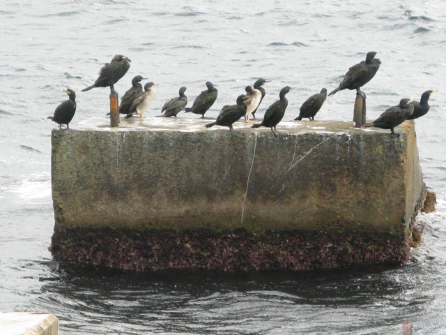 Рыба сарган черноморский: характеристика, поведение, способы ловли