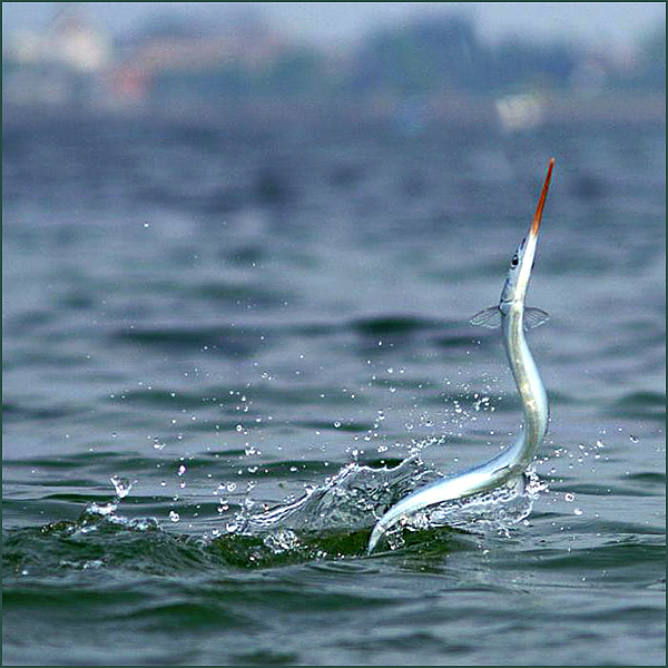 Рыба сарган черноморский: характеристика, поведение, способы ловли