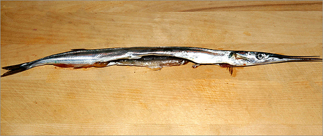 Рыба сарган черноморский: характеристика, поведение, способы ловли