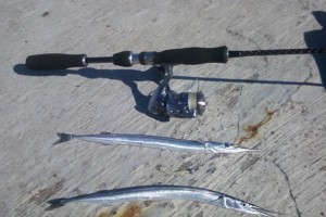 Рыба сарган черноморский: характеристика, поведение, способы ловли