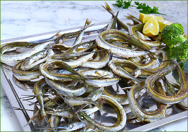 Рыба сарган черноморский: характеристика, поведение, способы ловли