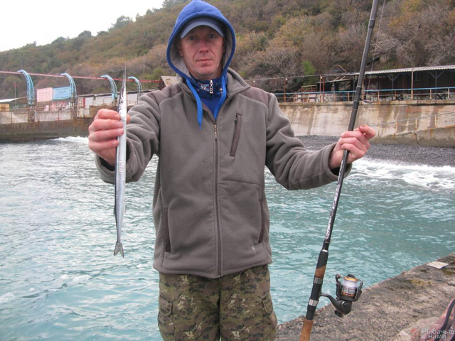 Рыба сарган черноморский: характеристика, поведение, способы ловли