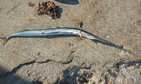 Рыба сарган черноморский: характеристика, поведение, способы ловли