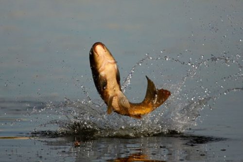 Рыба выпрыгивает из воды