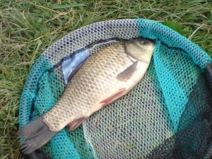 Карась пойман на удочку