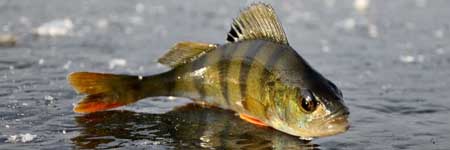 Рыбалка на Ахтубе в феврале