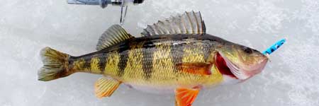 Рыбалка на Ахтубе в декабре