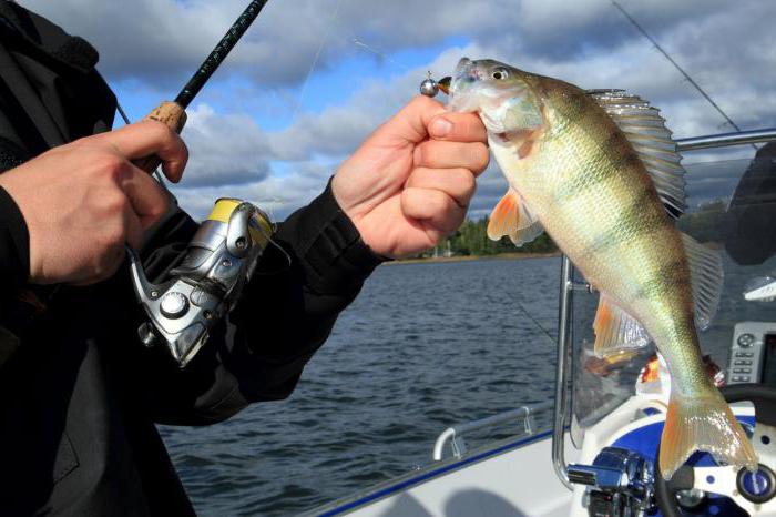 платная рыбалка в балаково