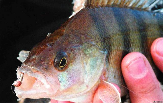 Рыбалка в глухозимье – поведение рыбы и как её ловить