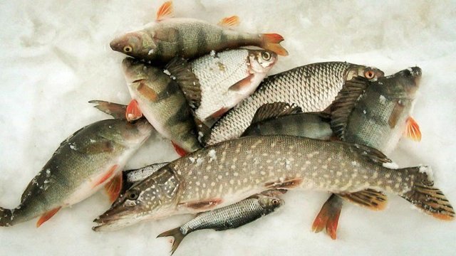 Рыбалка в глухозимье – поведение рыбы и как её ловить