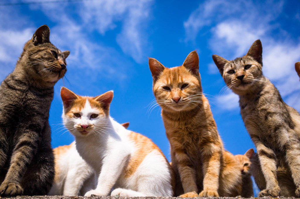 Приметы про кошек по мастям