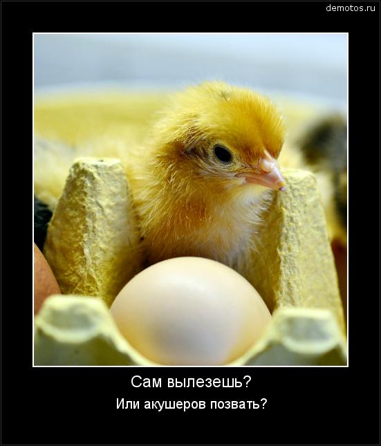 Смешные картинки про роды и беременность thumbnail