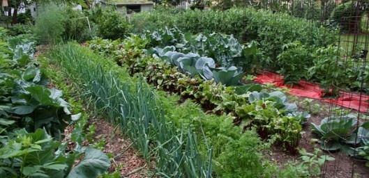 Совместимость садовых и огородных культур