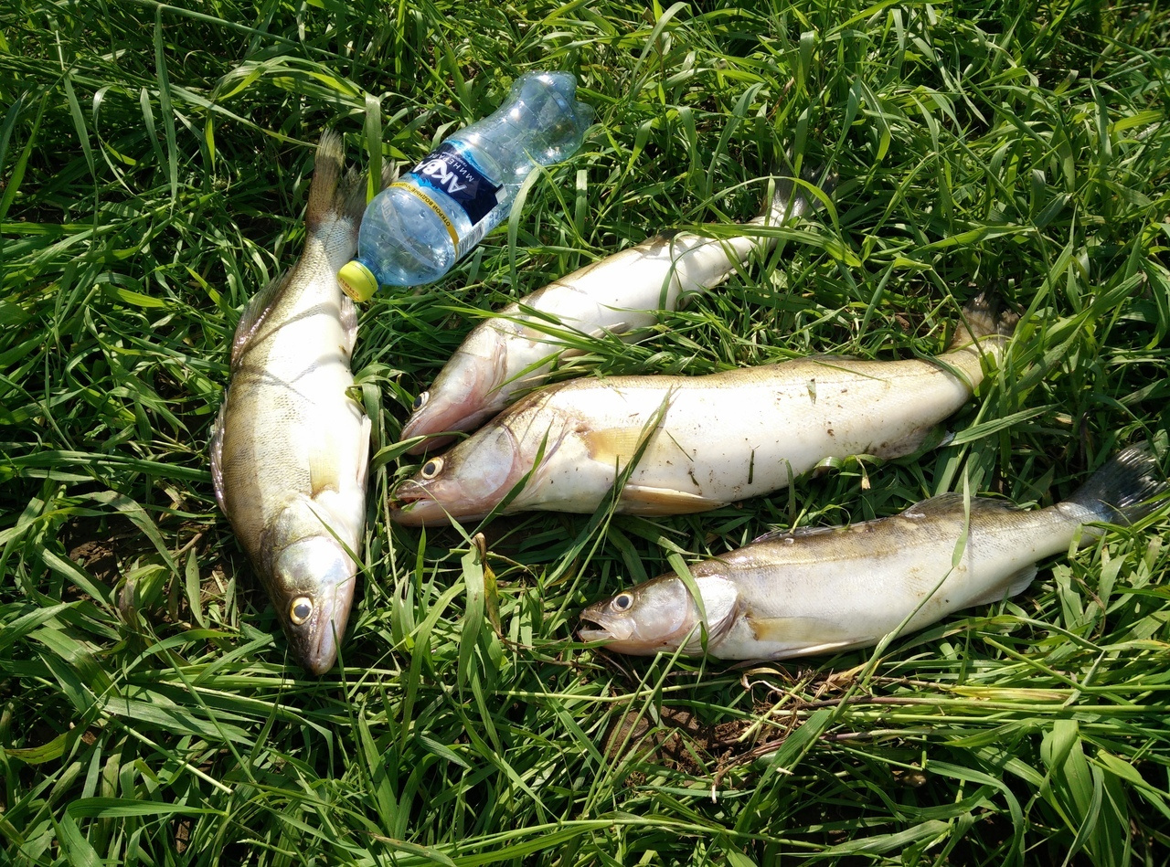 Трофейные выходные: где в Кировской области поймать 7-килограммовую щуку? Еженедельный отчёт с кировских водоёмов