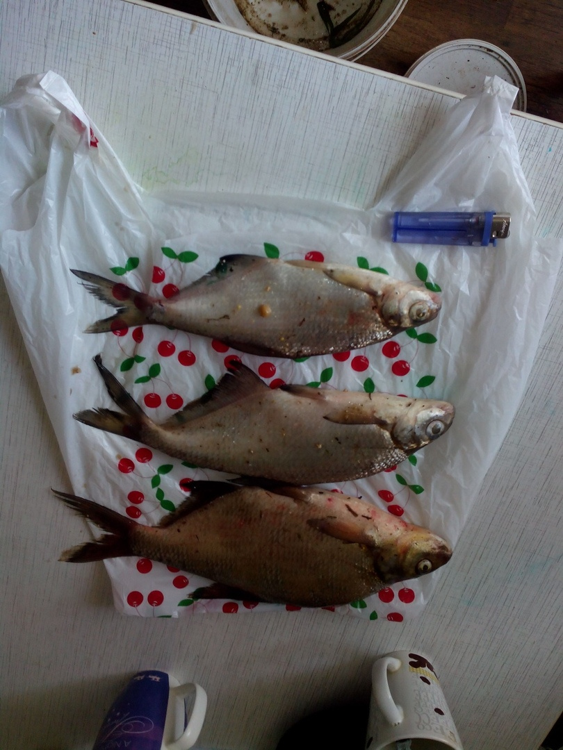 Трофейные выходные: где в Кировской области поймать 7-килограммовую щуку? Еженедельный отчёт с кировских водоёмов