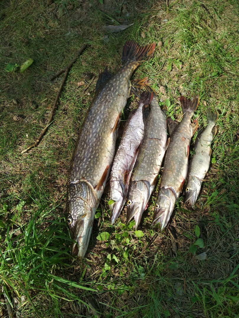 Трофейные выходные: где в Кировской области поймать 7-килограммовую щуку? Еженедельный отчёт с кировских водоёмов