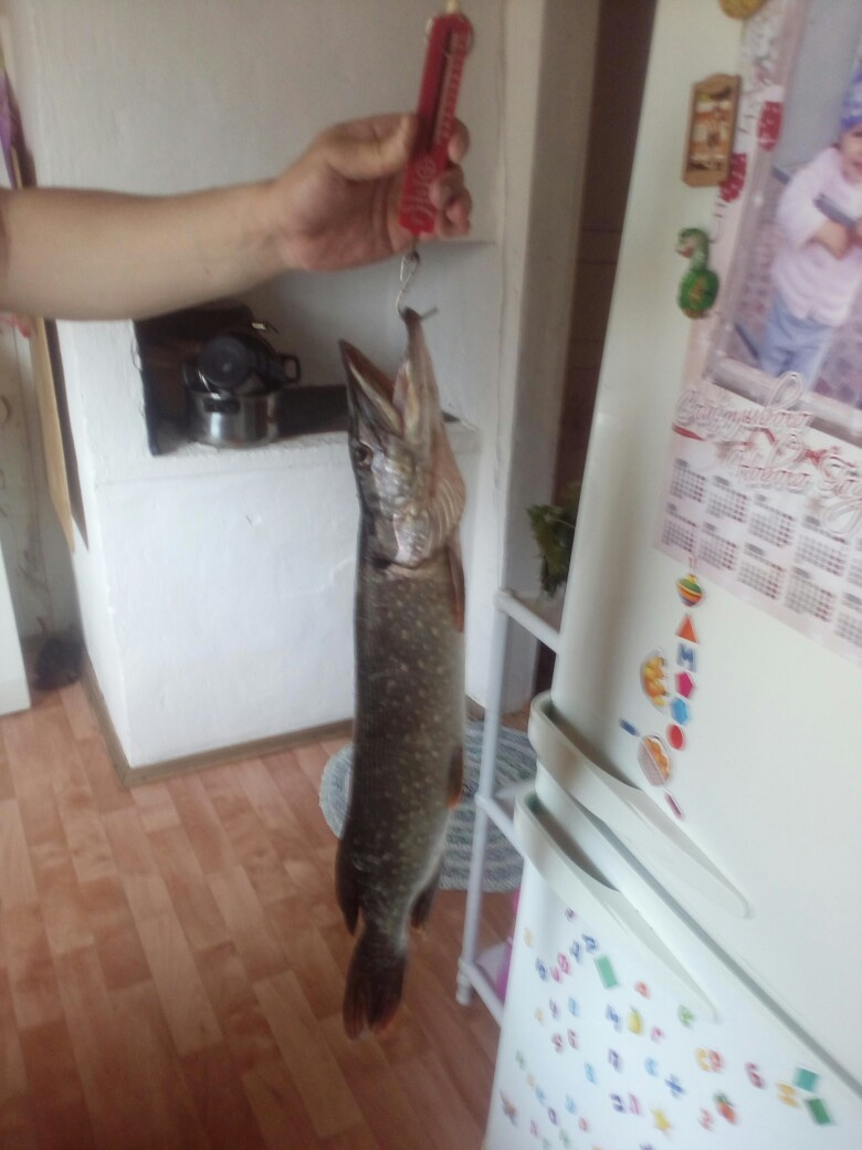 Трофейные выходные: где в Кировской области поймать 7-килограммовую щуку? Еженедельный отчёт с кировских водоёмов