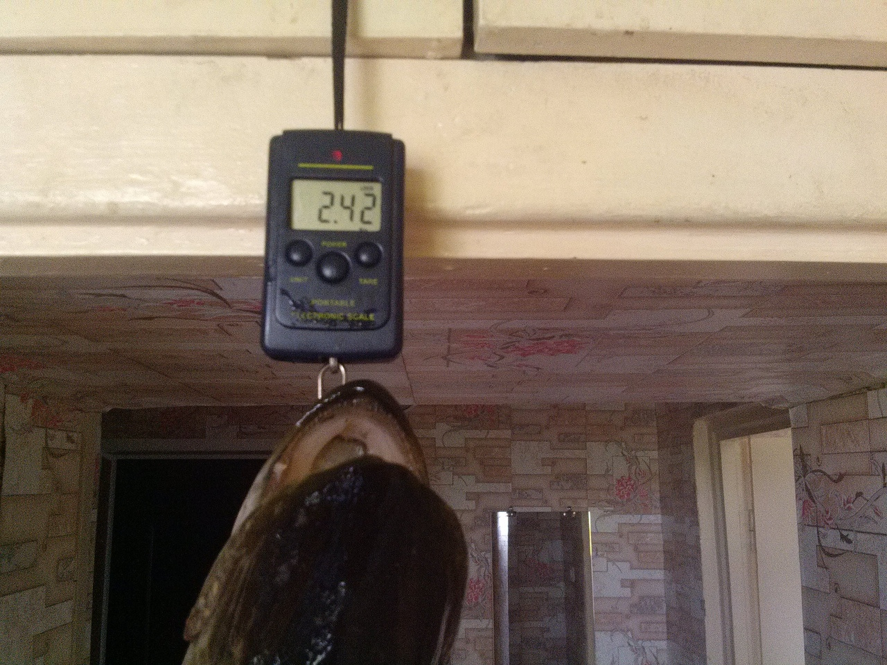 Трофейные выходные: где в Кировской области поймать 7-килограммовую щуку? Еженедельный отчёт с кировских водоёмов