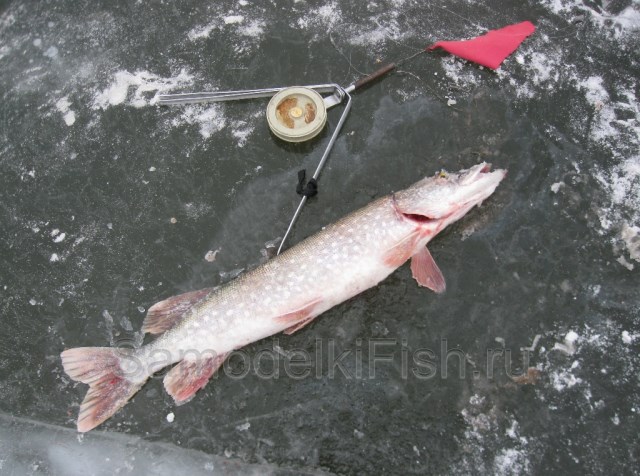 Влияние погоды на клев щуки зимой