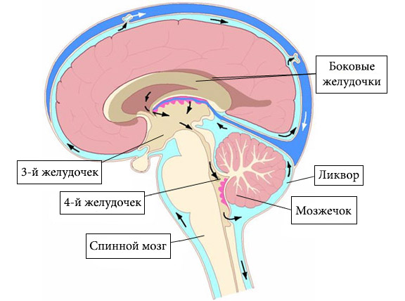 Внутричерепное давление