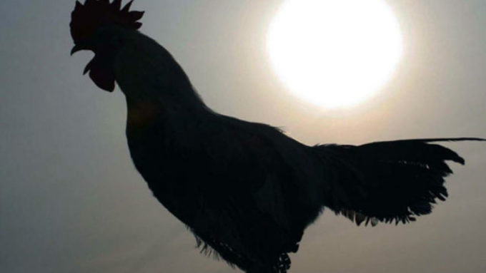 Петух кукарекает