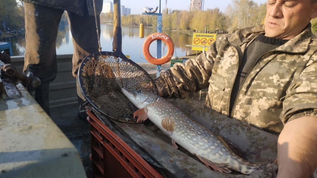 Норма вылова щуки на озере «Королек» – 1,5 кг на половину светового дня и 3 кг – на целый