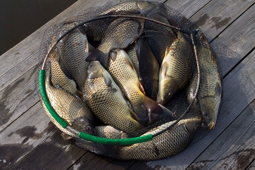 База «Рыбалочная», Феневичи – где порыбачить на карася зимой