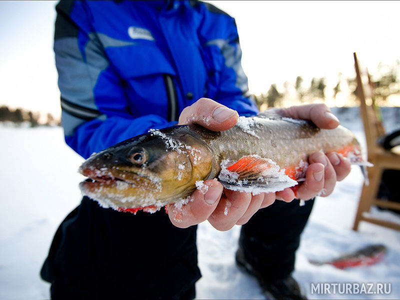 Судак - типичный улов на балансир