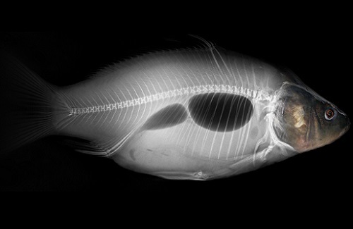 Атмосферное давление для рыбалки: влияние изменений погоды на клев