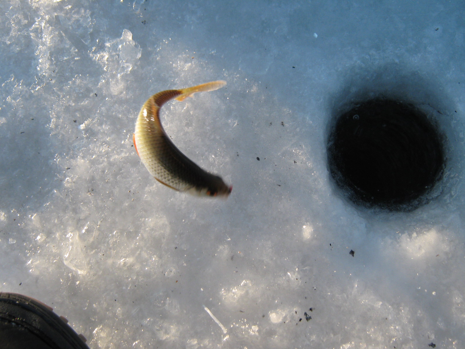 Активный клев