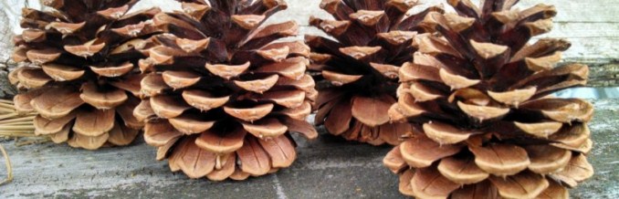 примета шишки хвойных деревьев раскрываются к чему