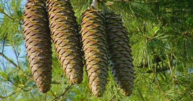 примета шишки хвойных деревьев раскрываются к чему