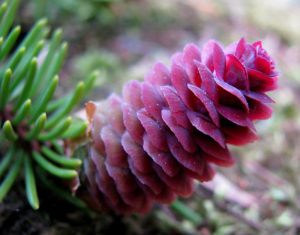 примета шишки хвойных деревьев раскрываются к чему