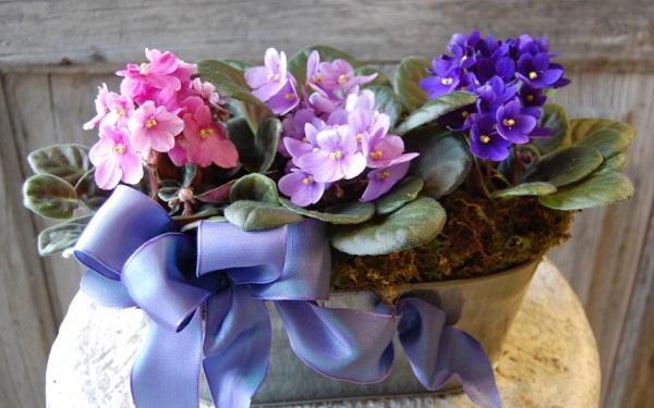 Подаренные сенполии